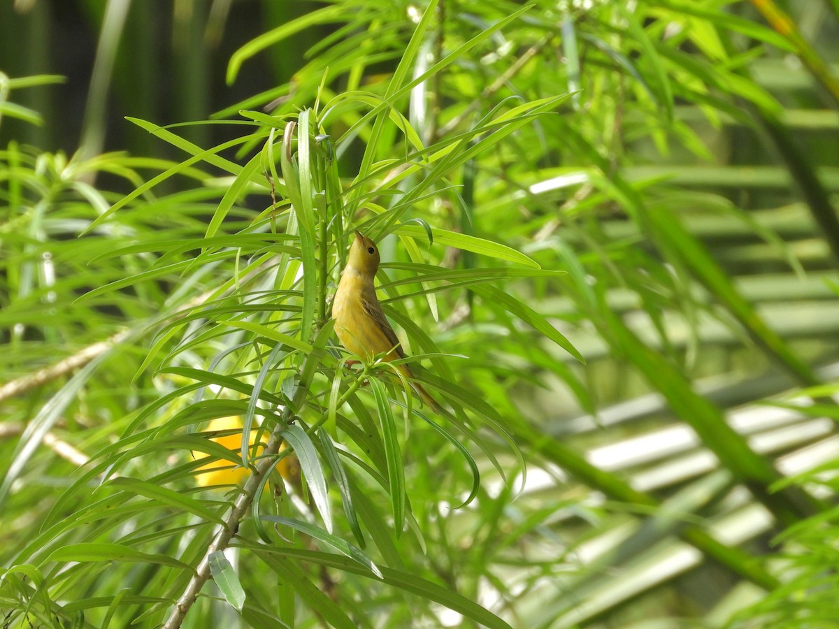 Northern Yellow Warbler - ML645174249