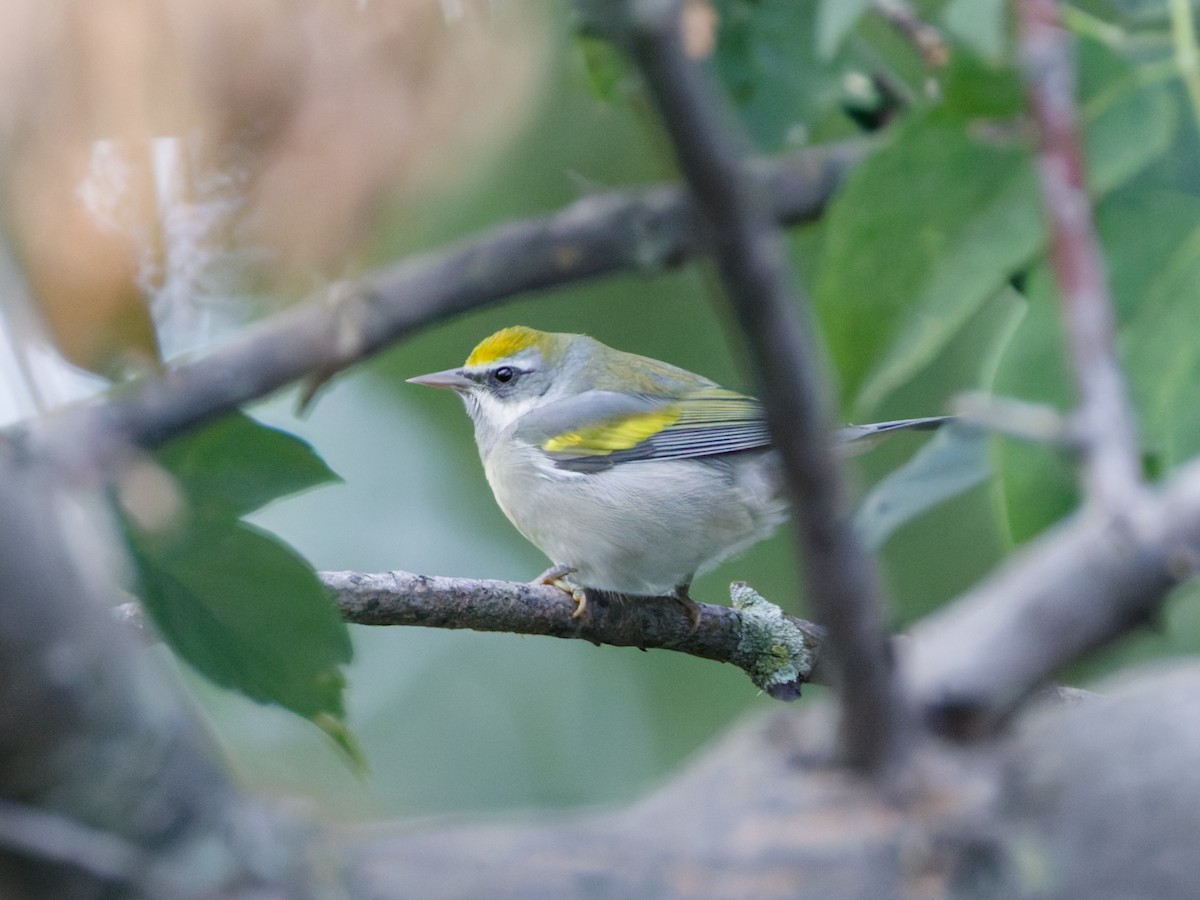 Altın Kanatlı Ötleğen - ML645174257