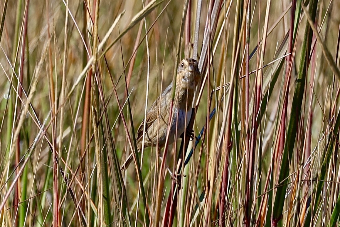 nålstjertspurv - ML645174265