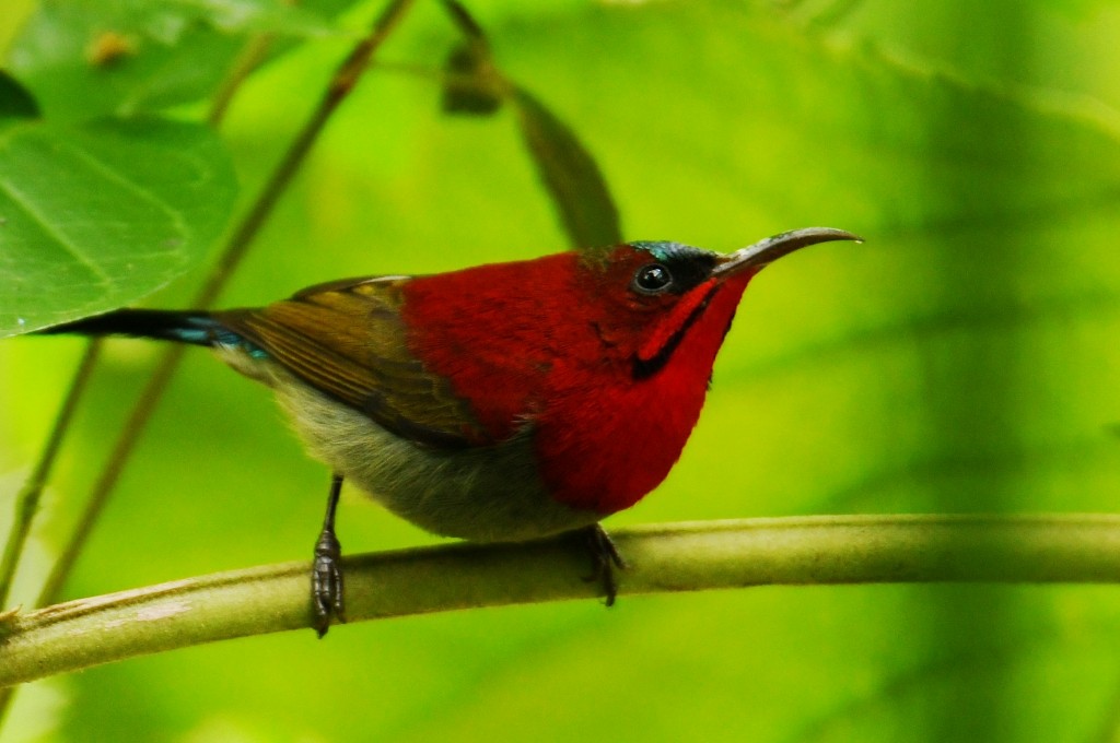 Crimson Sunbird (Goulpourah) - ML645174269