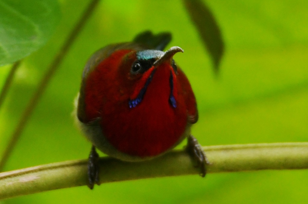 Crimson Sunbird (Goulpourah) - ML645174270