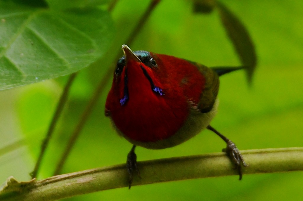 Crimson Sunbird (Goulpourah) - ML645174271