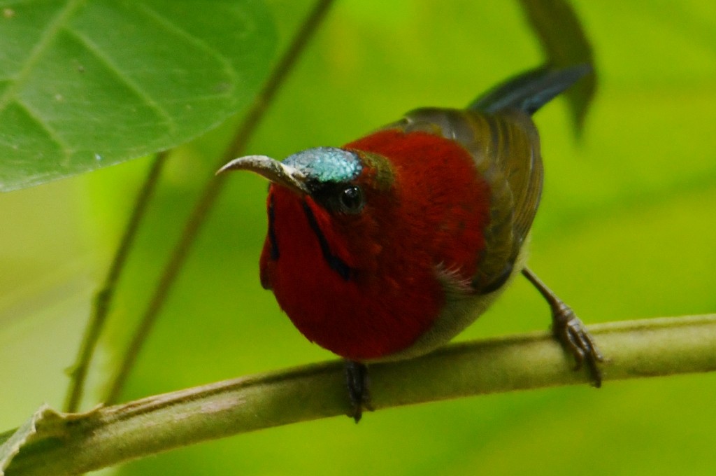 Crimson Sunbird (Goulpourah) - ML645174272