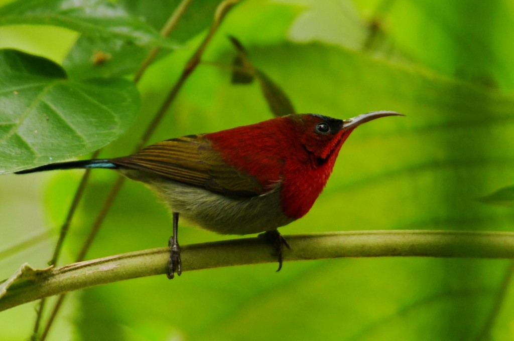 Crimson Sunbird (Goulpourah) - ML645174273