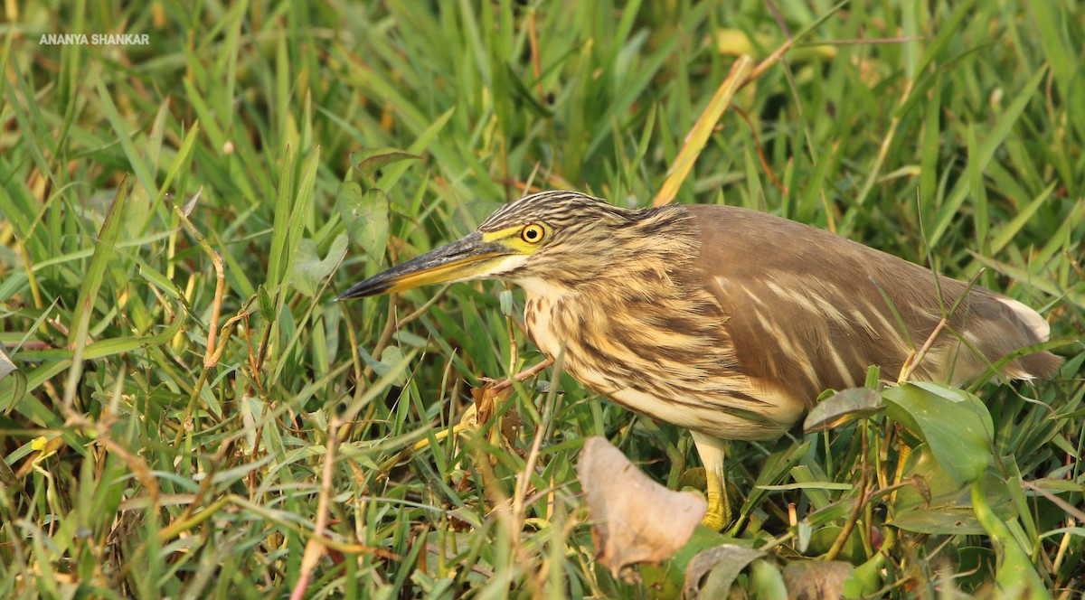 Индийская прудовая цапля - ML645174276