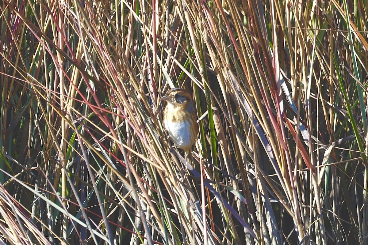 nålstjertspurv - ML645174285