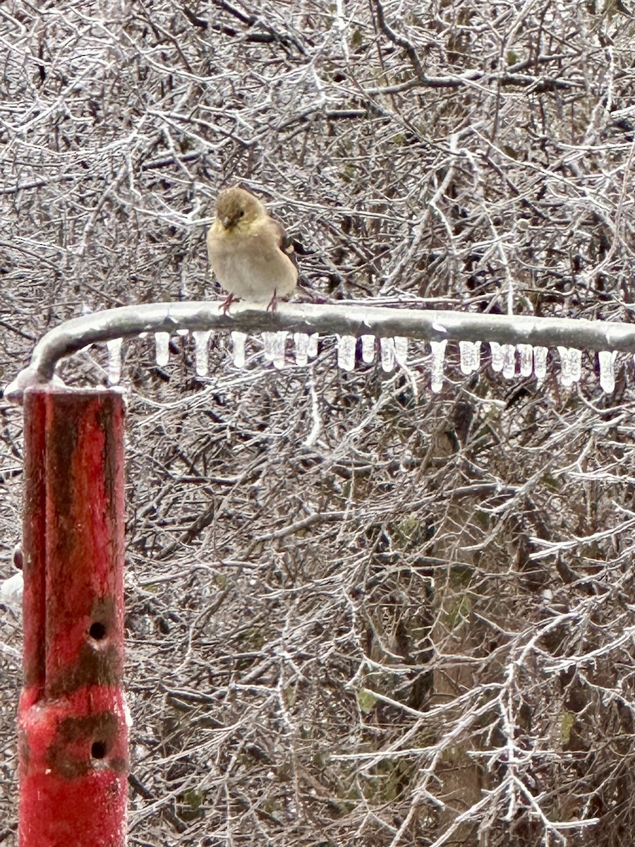 čížek žlutý - ML645174291