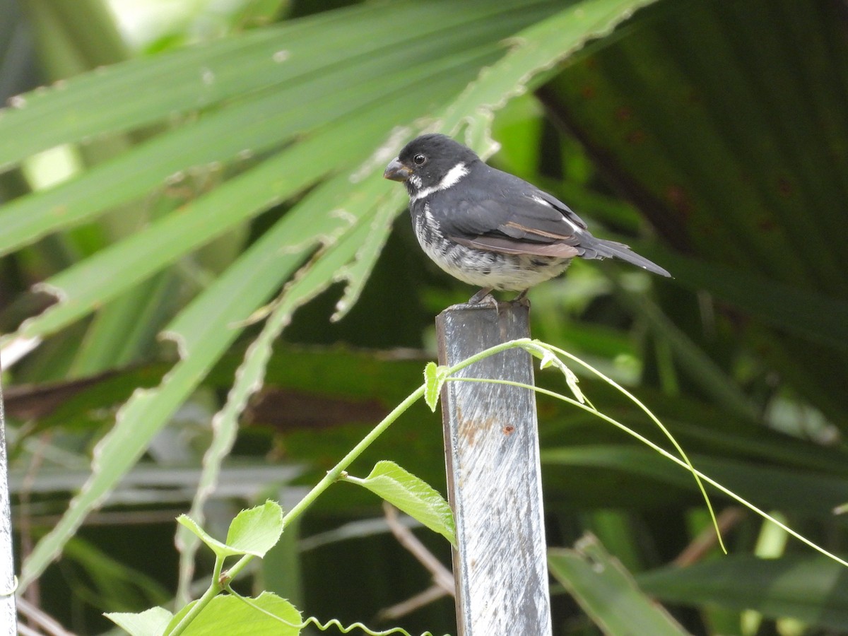 Variable Seedeater - ML645174294
