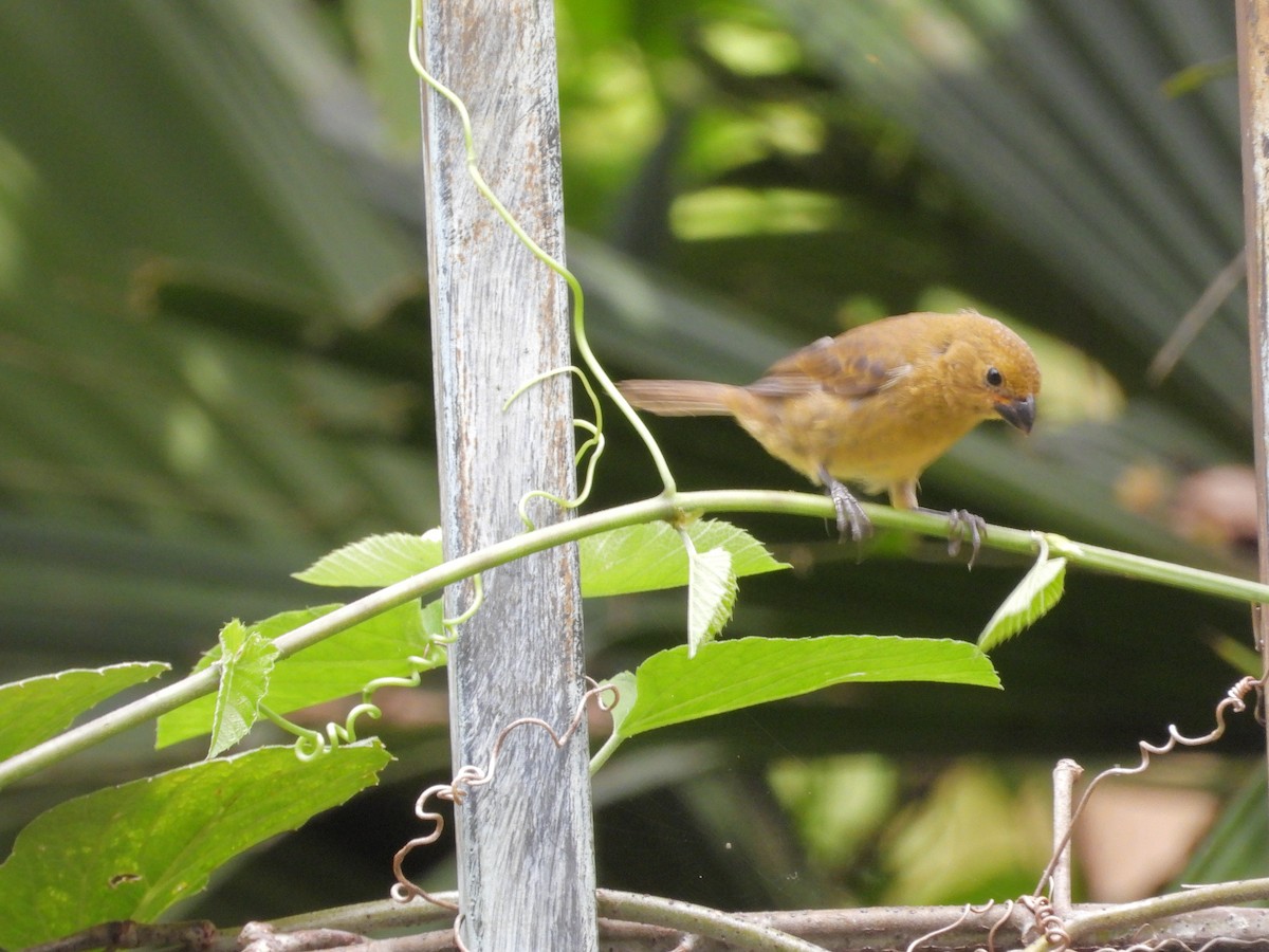 Variable Seedeater - ML645174295