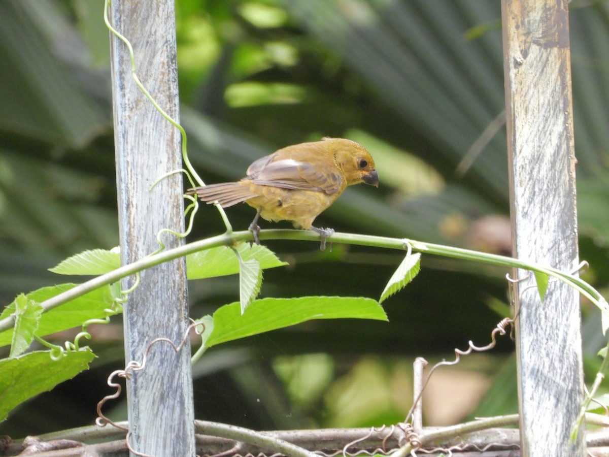 Variable Seedeater - ML645174296