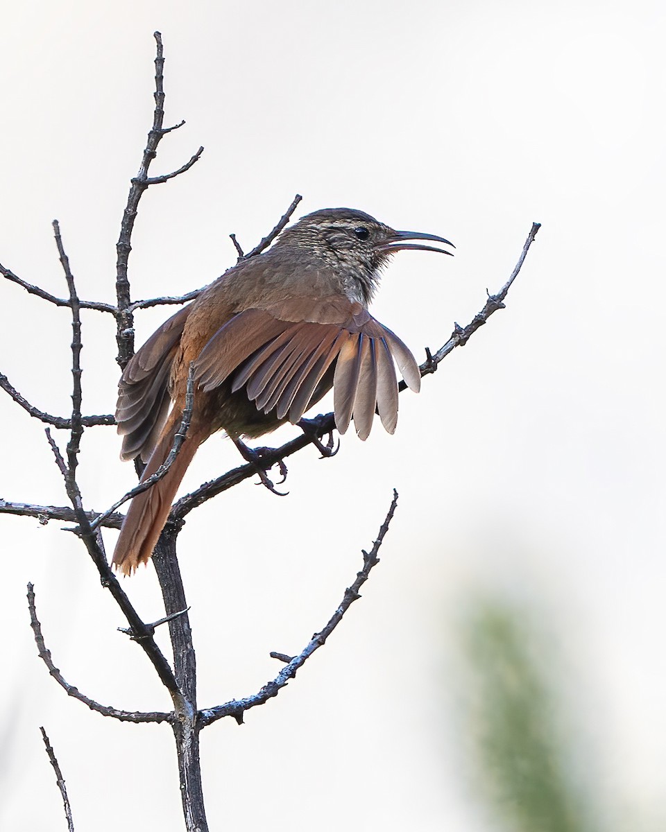 Bandurrita Estriada - ML645174298