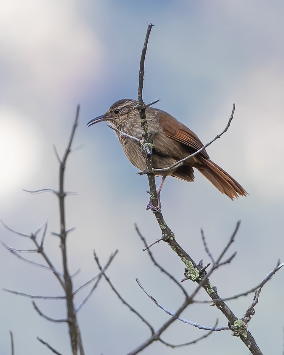 Bandurrita Estriada - ML645174299