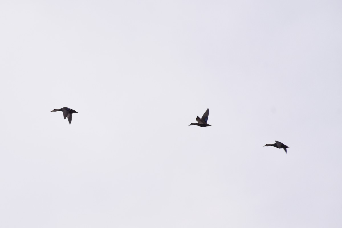 American Black Duck - ML645174304