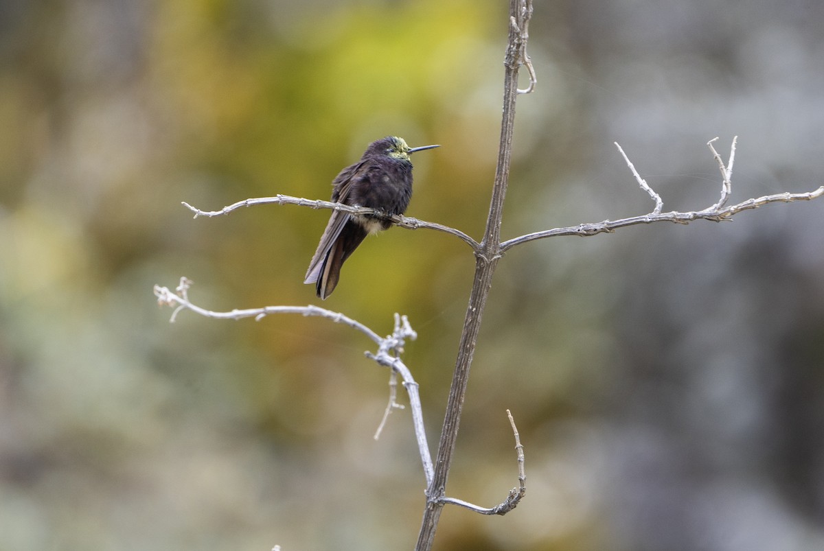 Black Metaltail - ML645174313