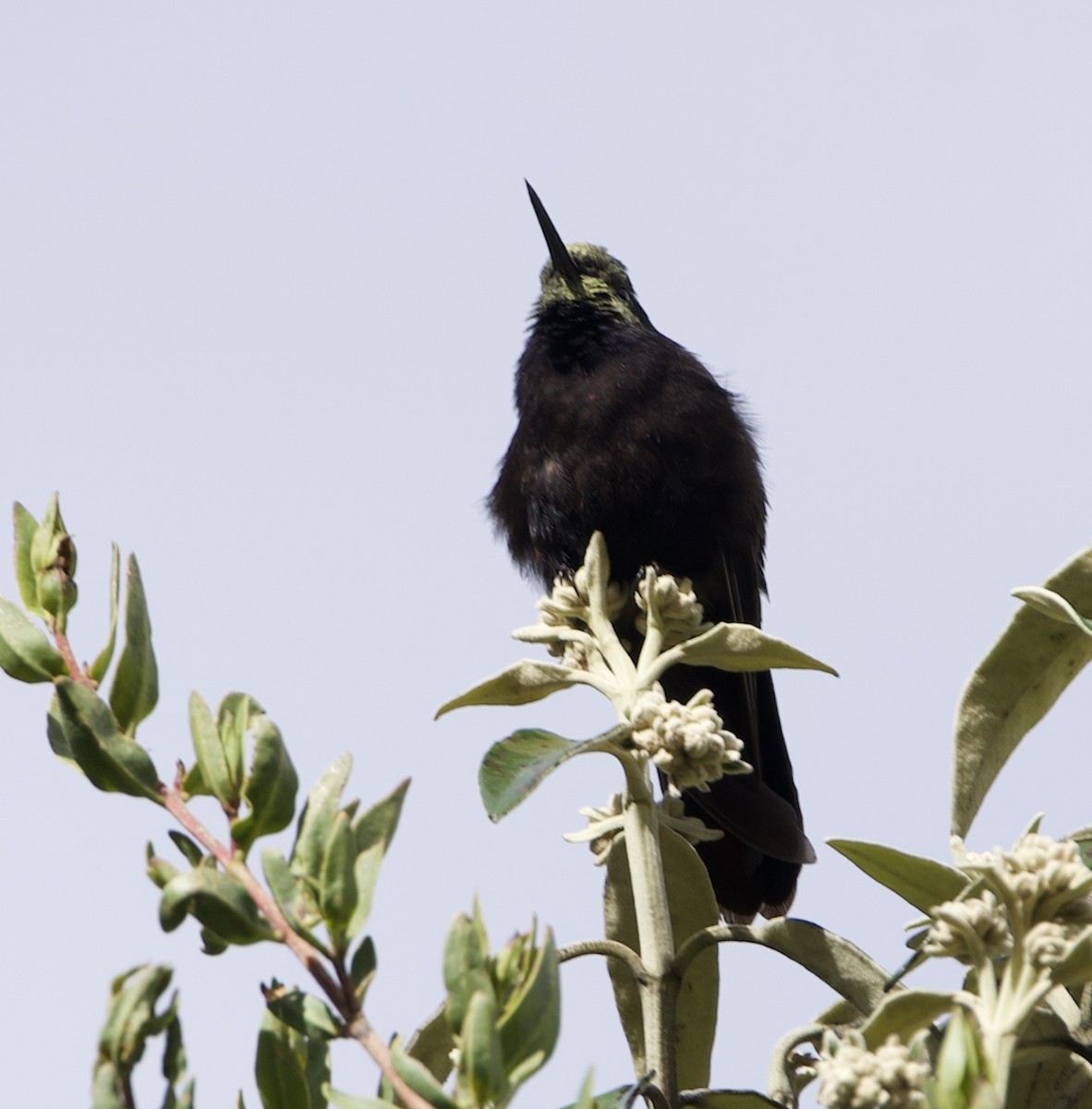 Black Metaltail - ML645174314