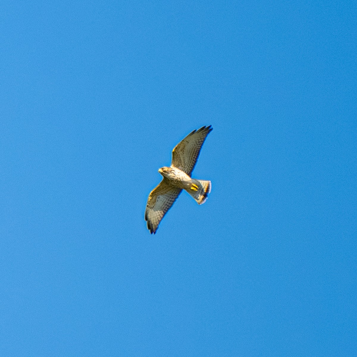 Broad-winged Hawk - ML645174315