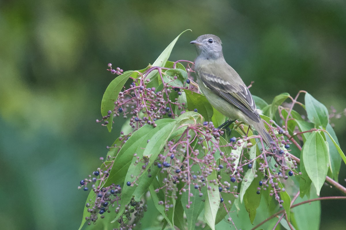 Желтобрюхая эления - ML645174357