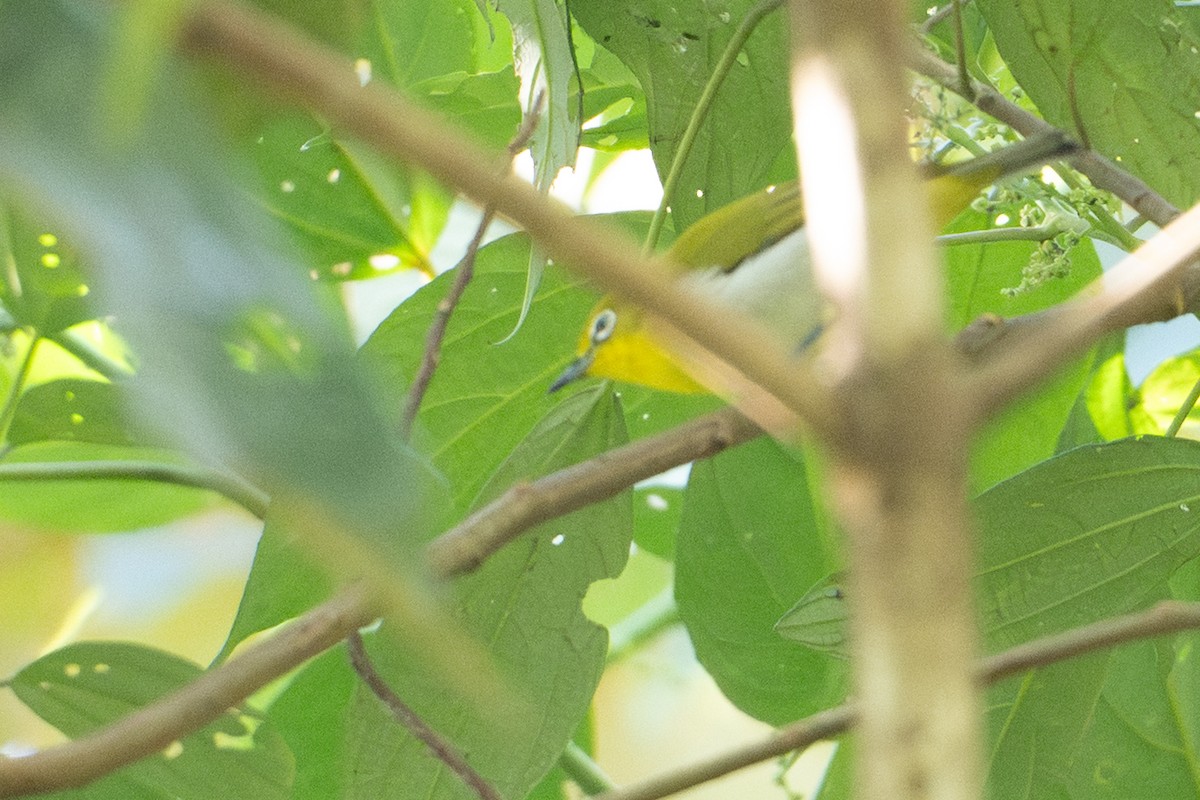 Warbling White-eye - ML645174358