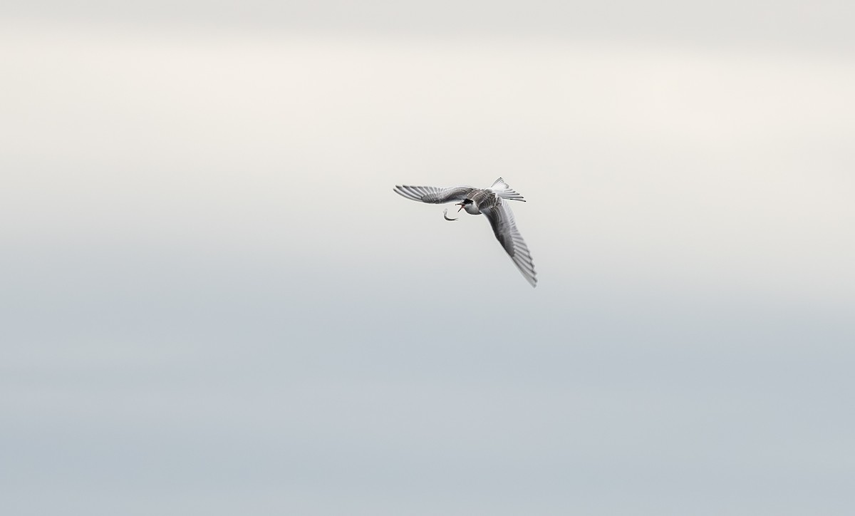 Arctic Tern - ML645174366