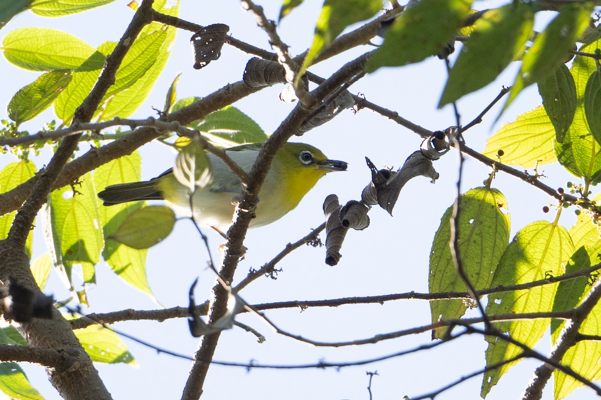 Warbling White-eye - ML645174383