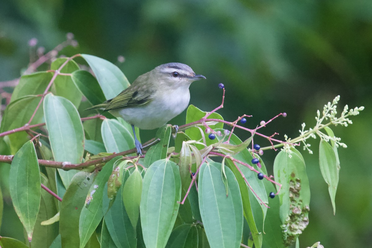 Красноглазый виреон - ML645174388
