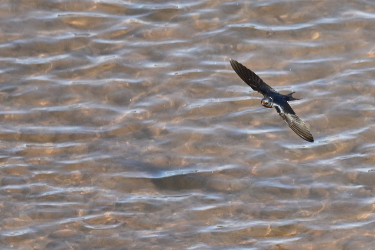 ツバメ - ML645174392