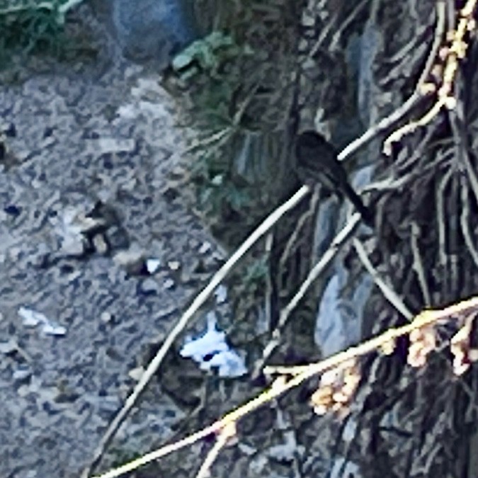 Black Phoebe - ML645174394