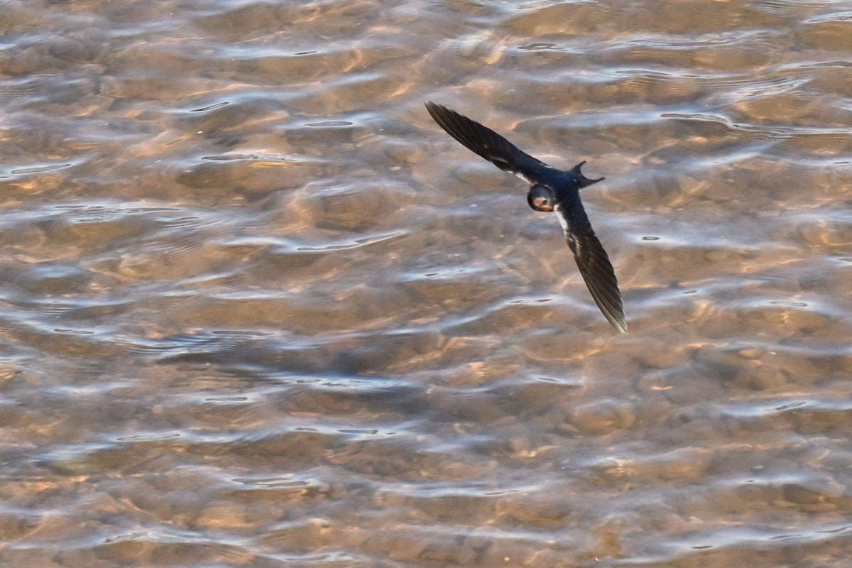 ツバメ - ML645174396