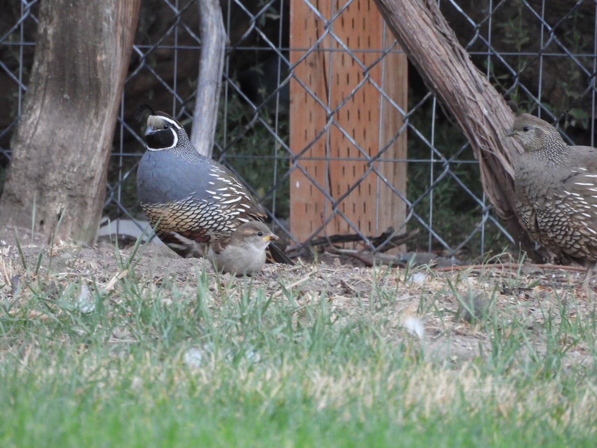 דרור הבית - ML645174427