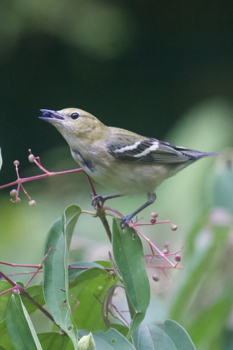 Пісняр-лісовик каштановий - ML645174430
