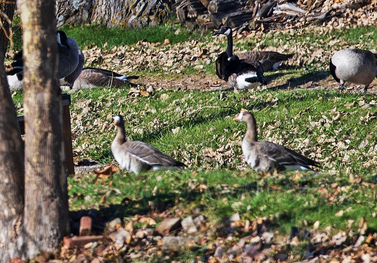 Greater White-fronted Goose - ML645174444
