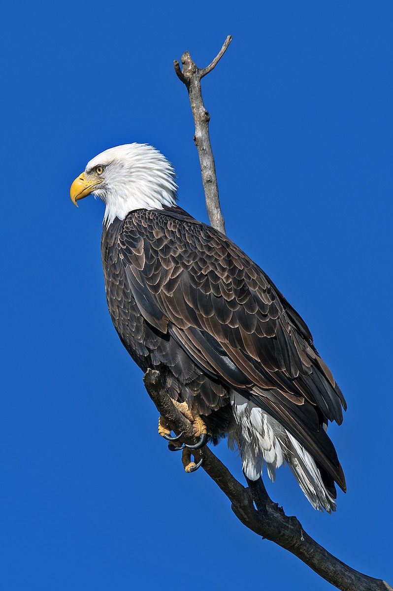 Bald Eagle - ML645174450