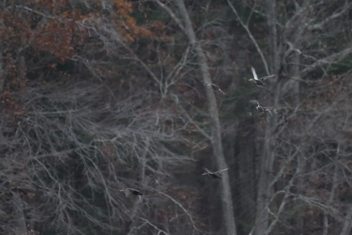 American Black Duck - ML645174460