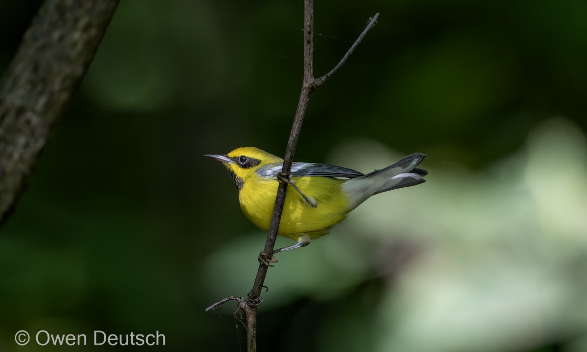 lesňáček zlatokřídlý x modrokřídlý (F1 backcross) - ML645174461