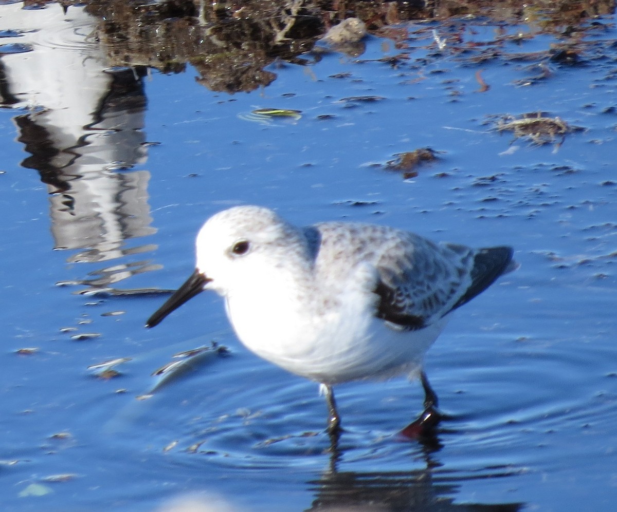 Txirri zuria - ML645174465