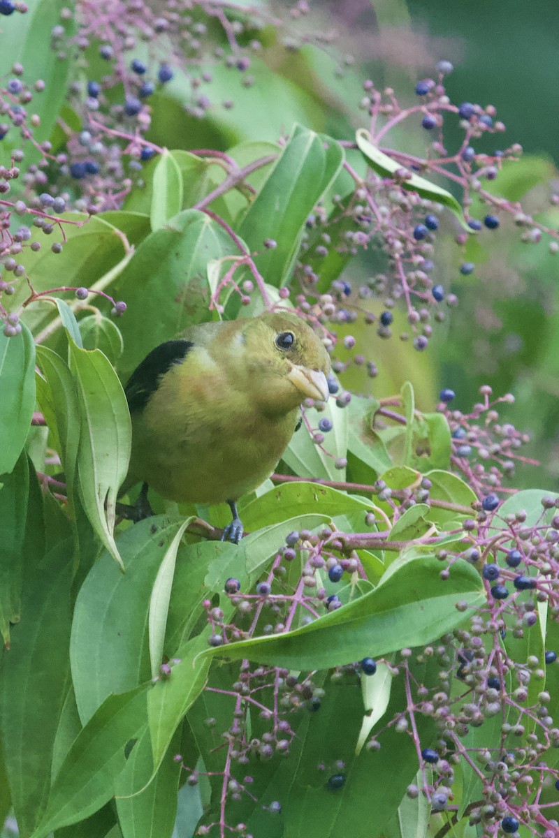 Scarlet Tanager - ML645174466