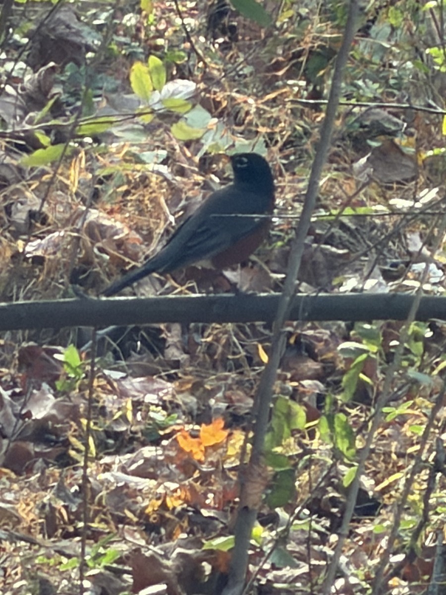 American Robin - ML645174468