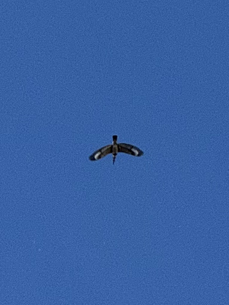 Belted Kingfisher - ML645174475