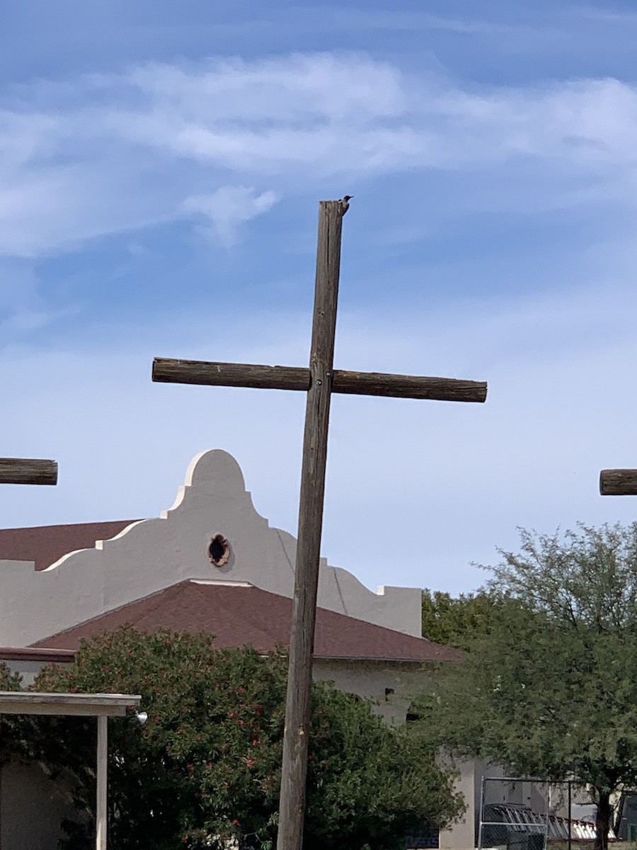 Lewis's Woodpecker - ML645174481