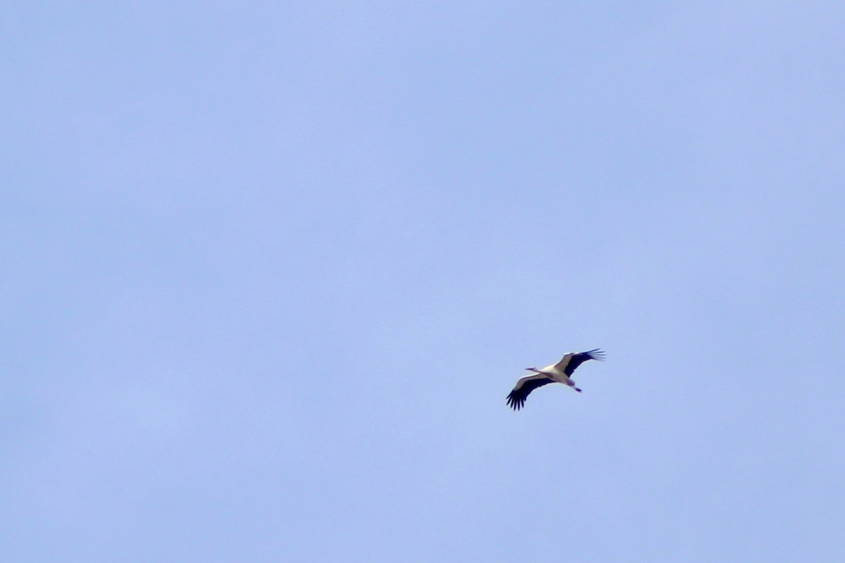 חסידה לבנה - ML645174489