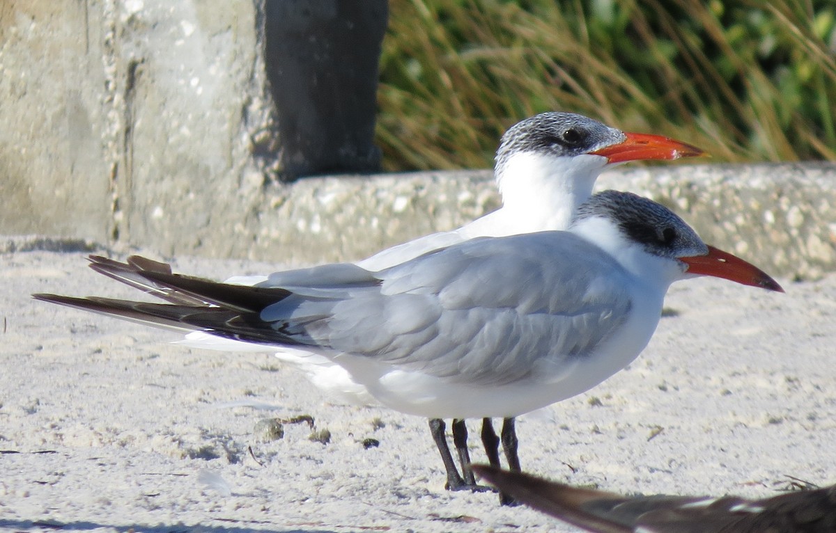 Hazar Sumrusu - ML645174493