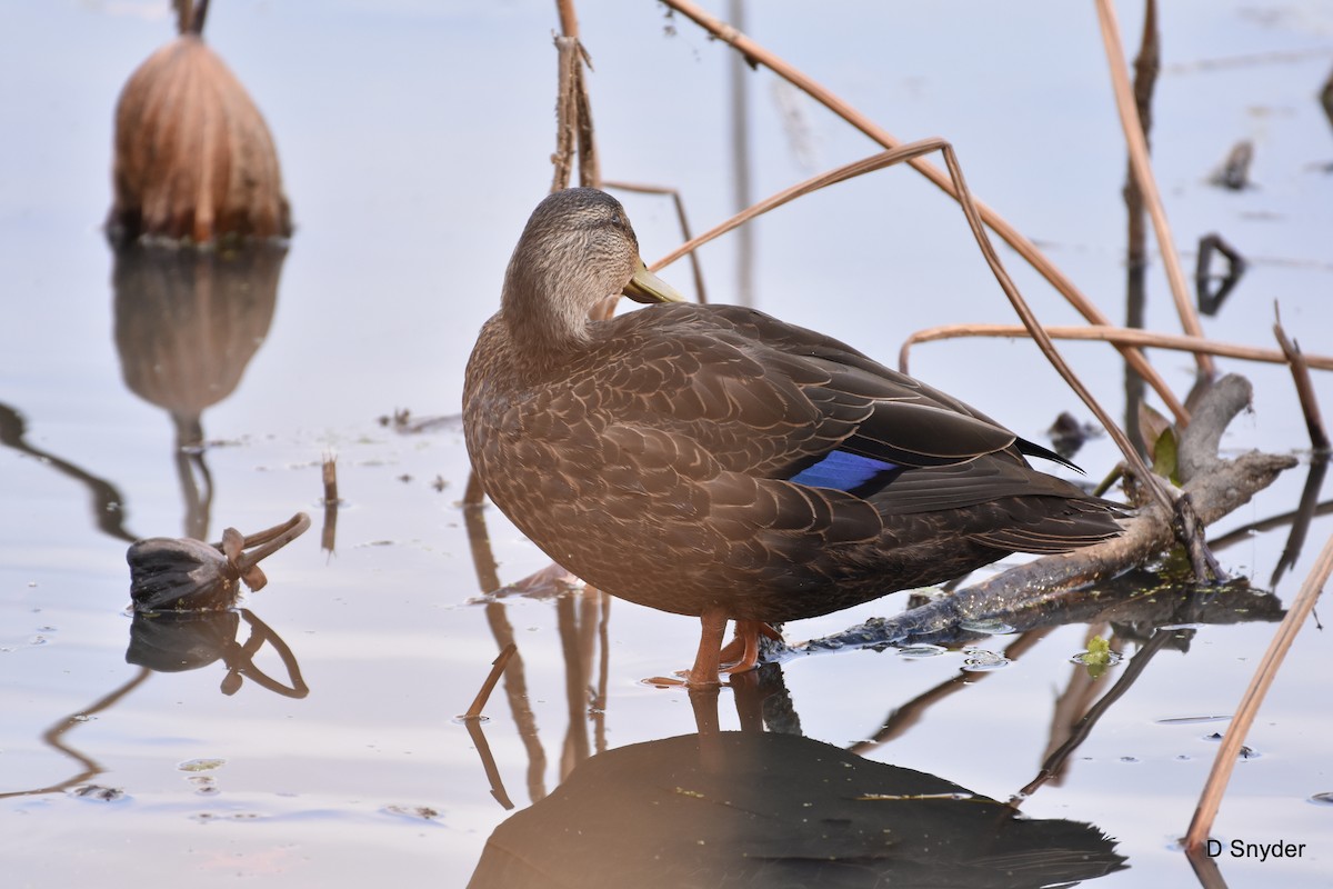 American Black Duck - ML645174495