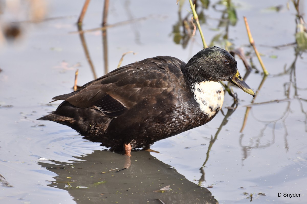 Mallard (Domestic type) - ML645174508