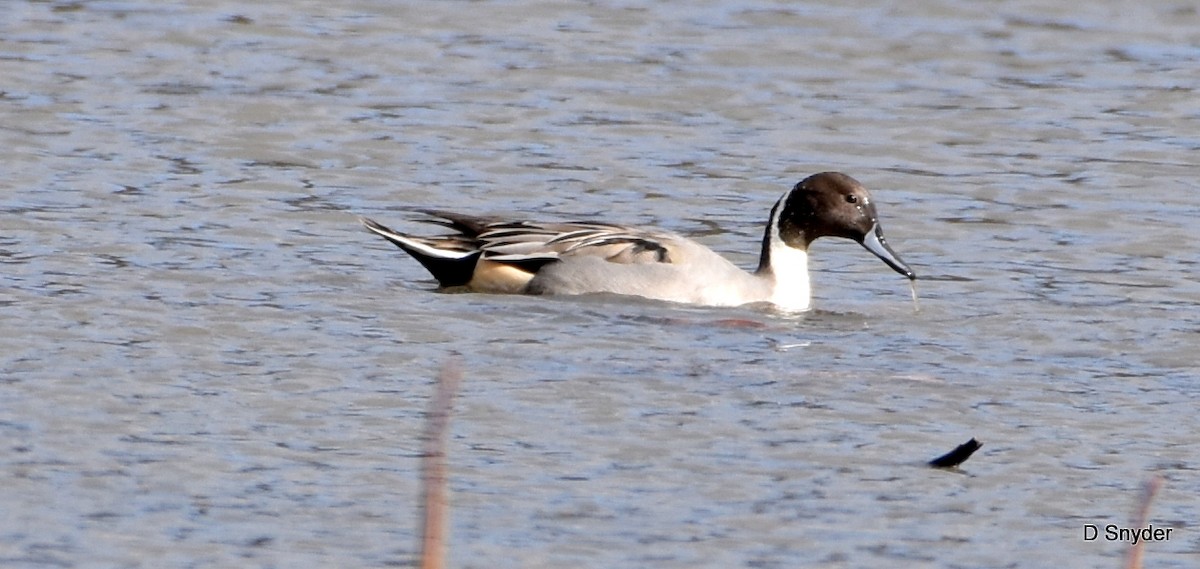 Northern Pintail - ML645174525