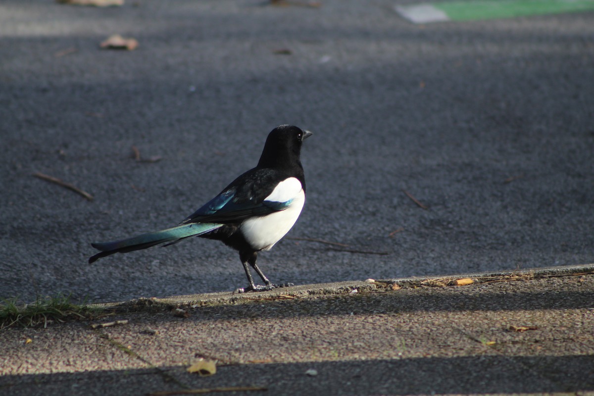 עקעק זנבתן - ML645174531