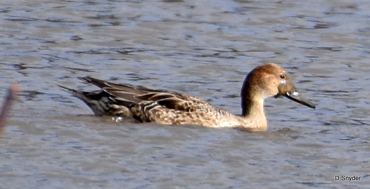 Northern Pintail - ML645174539