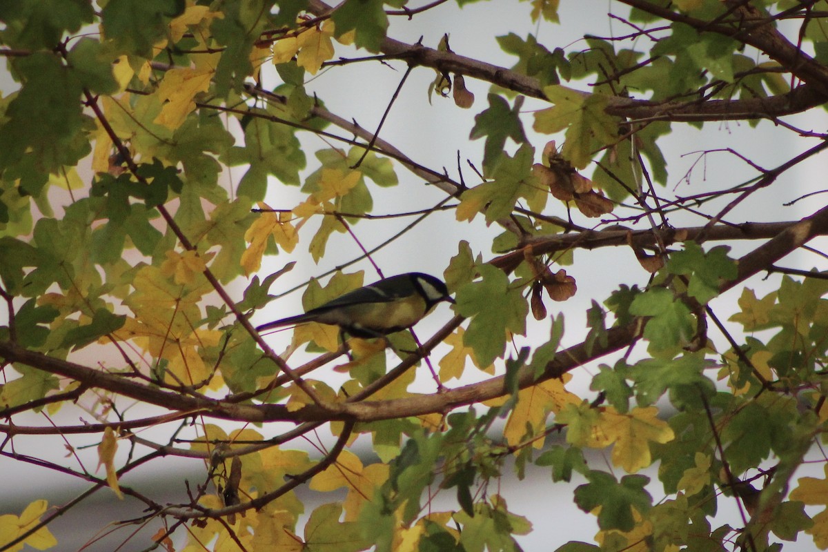 ירגזי מצוי - ML645174540