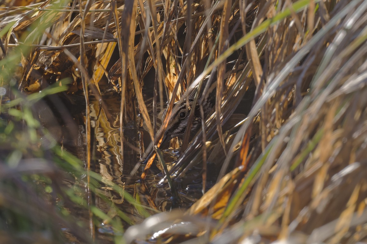 Jack Snipe - ML645174550