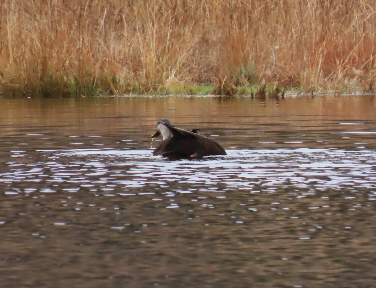 American Black Duck - ML645174552
