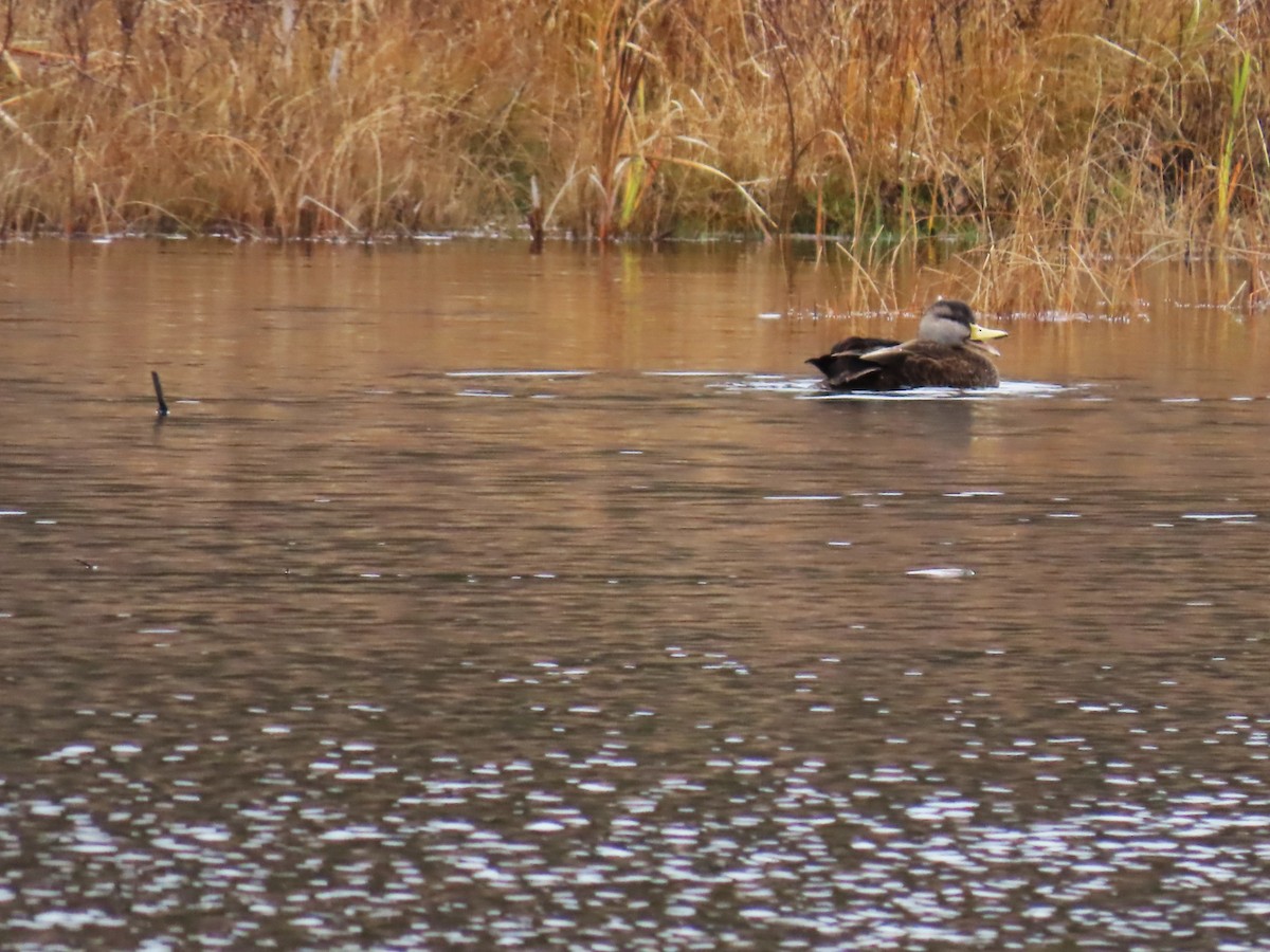 American Black Duck - ML645174553